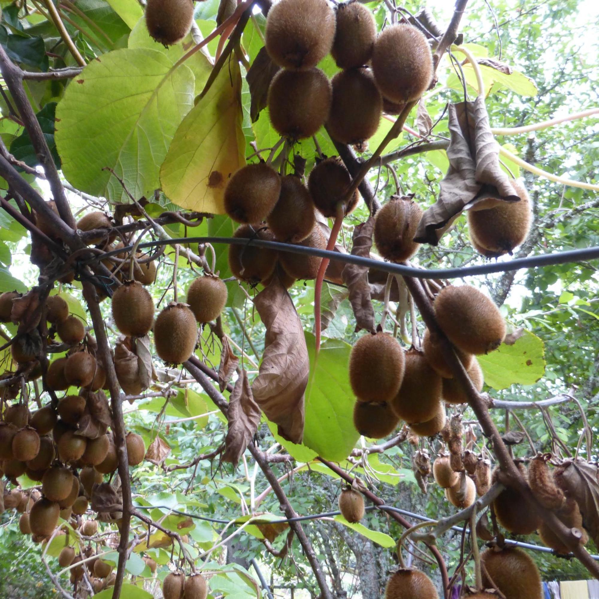 Le Bourmier Anlhiac Near Excideuil Villa Ngoại thất bức ảnh